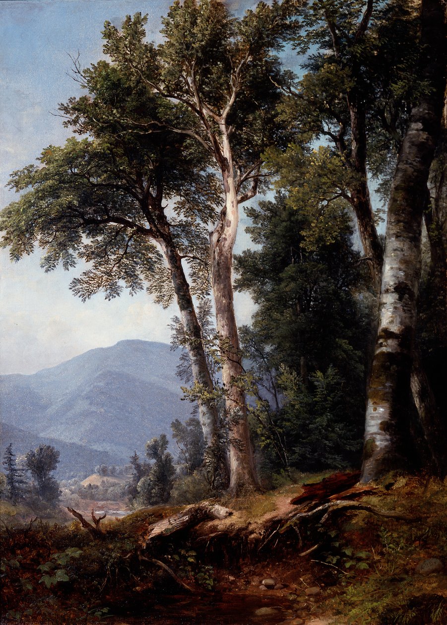 Boslandschap, ca. 1850 (olieverf op doek) door Asher Brown Durand