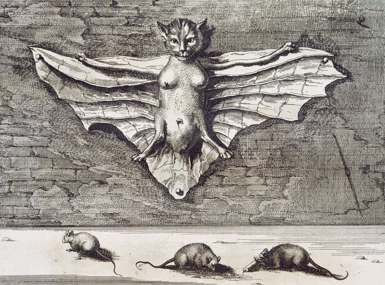 Cattus volans, 1667 door Athanasius Kircher