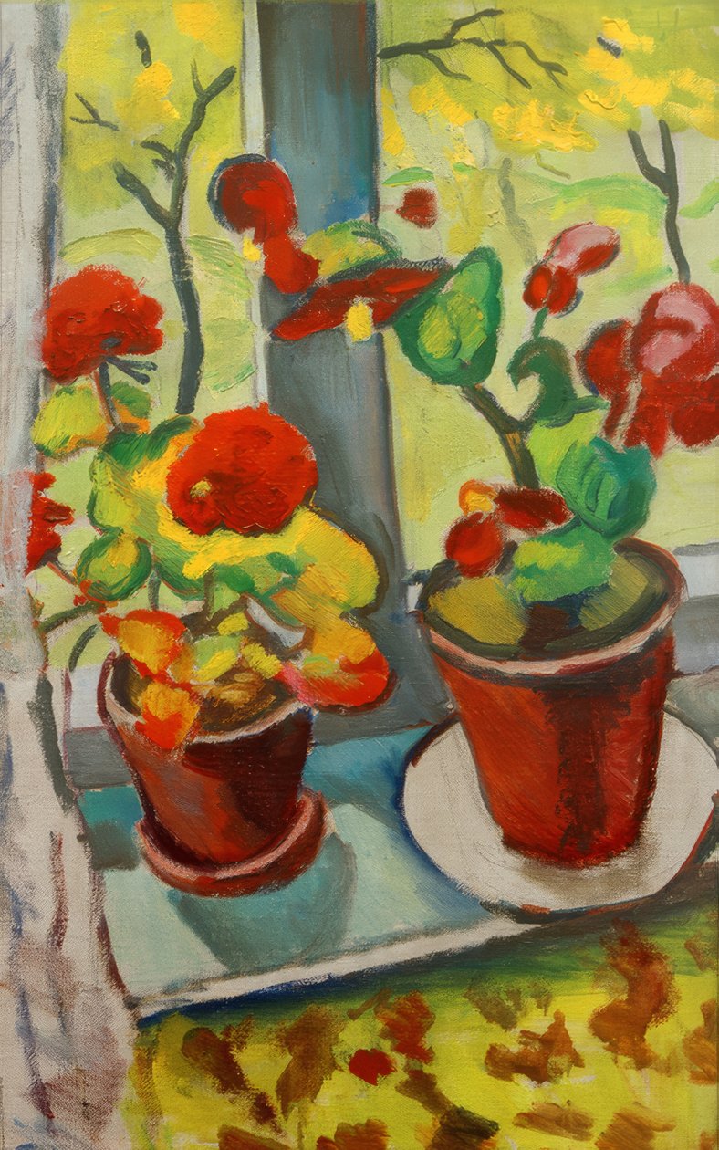 Bloemen aan het raam (Begonia