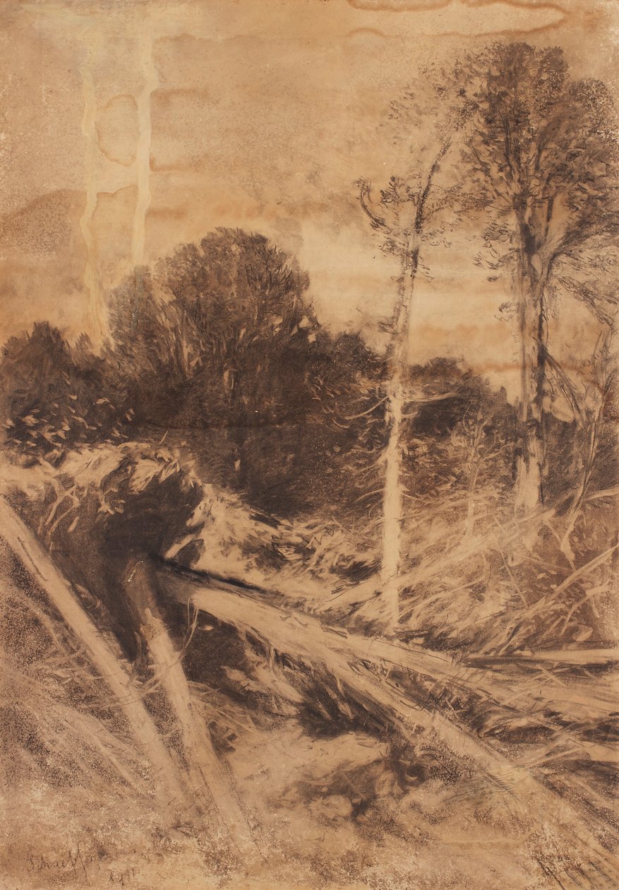 Boomstudie door August Schaeffer von Wienwald