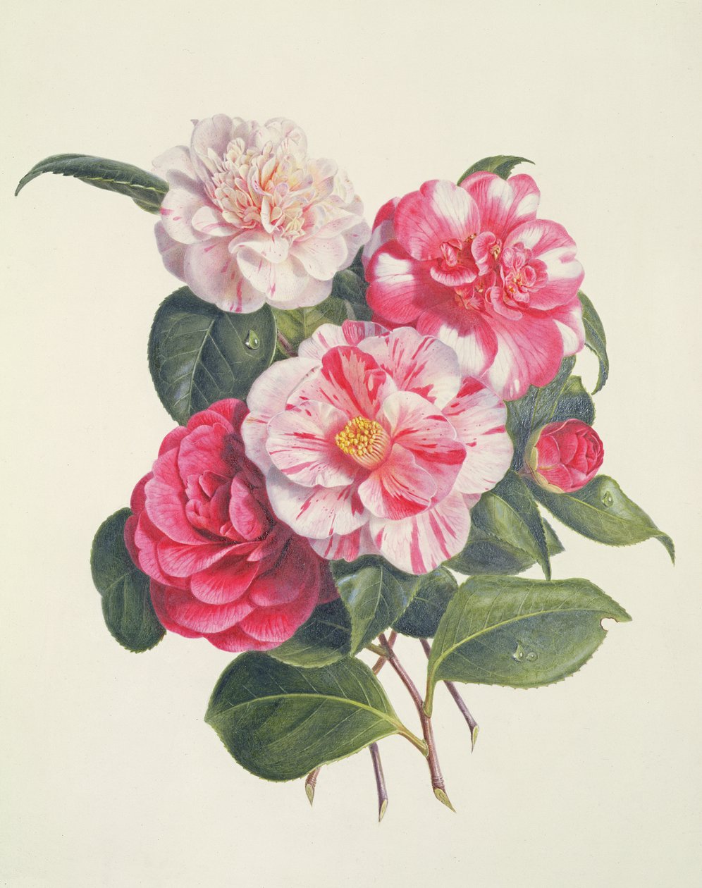 Camelia