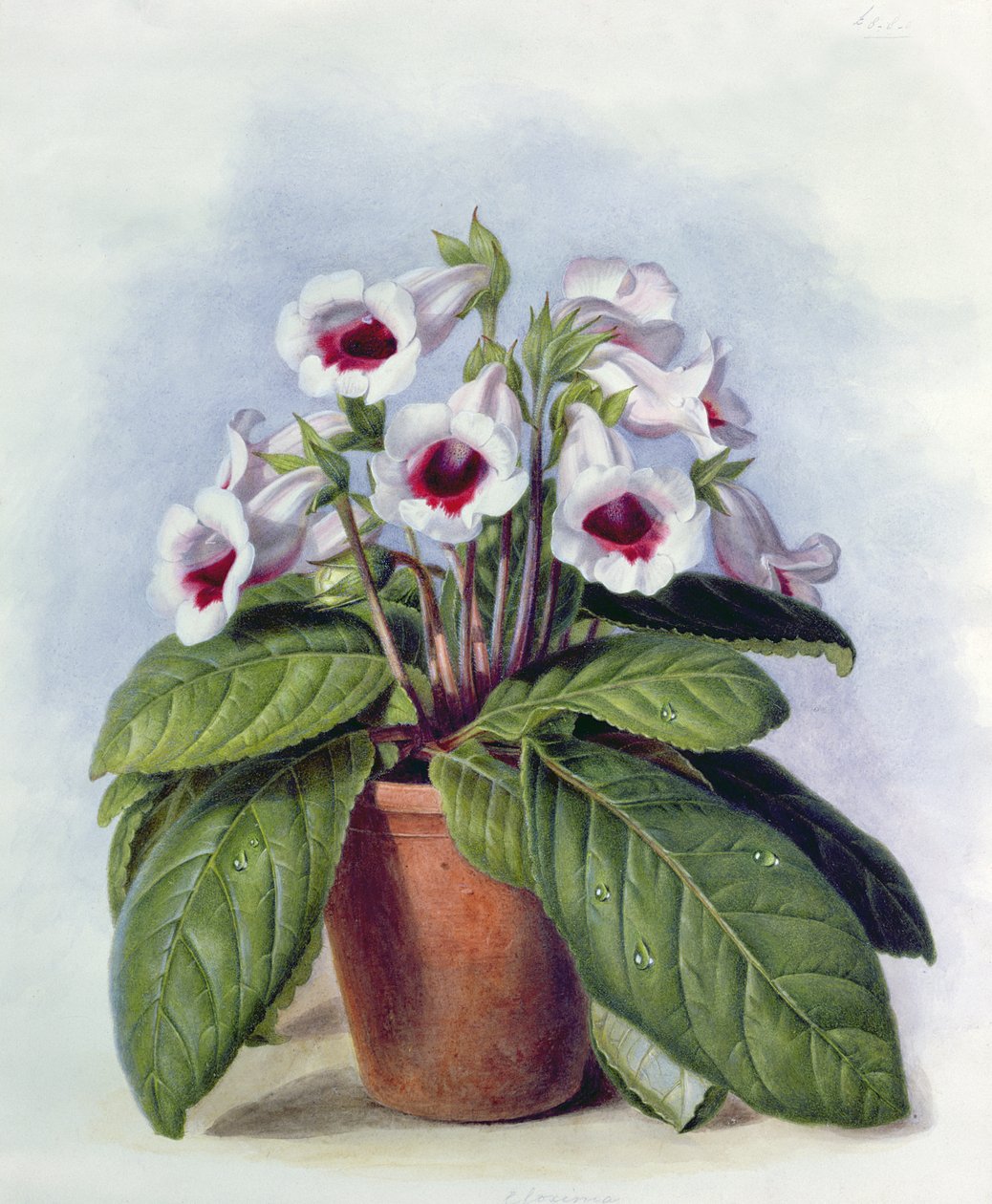 Gloxinia in een pot, c.1860 door Augusta Innes Withers