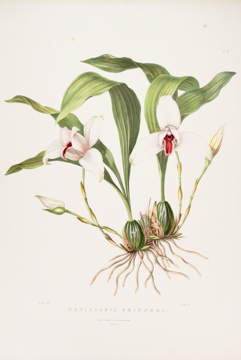 Illustratie van Lycaste skinneri (als syn. Maxillaria skinneri) door Augusta Innes Withers