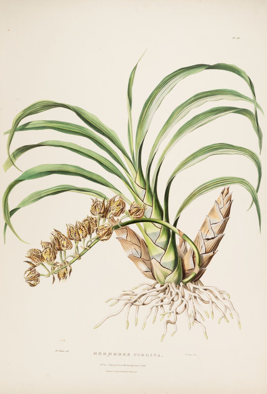 Illustratie van Mormodes maculata var. maculata (als syn. Mormodes pardina) door Augusta Innes Withers