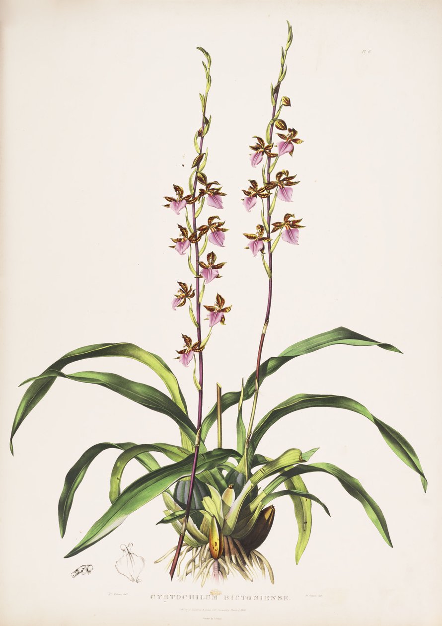 Illustratie van Rhynchostele bictoniensis (als syn. Cyrtochilum bictoniense) door Augusta Innes Withers