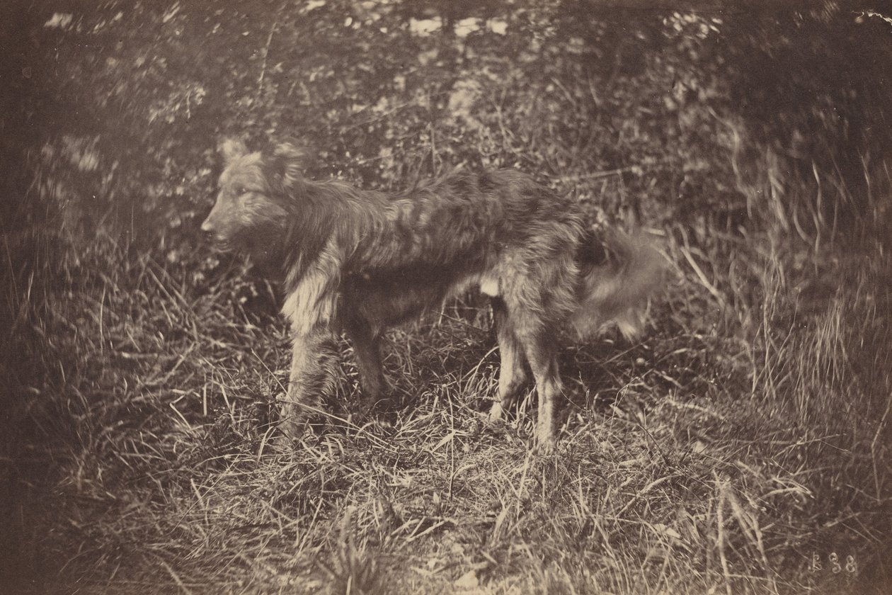 Studie van een hond,eind jaren 1870 (foto) door Auguste Giraudon