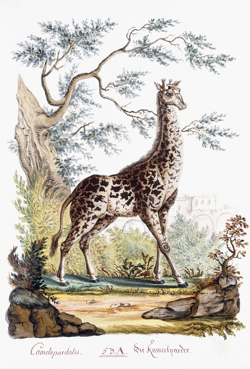 Giraffe, 1794 door Austrian School