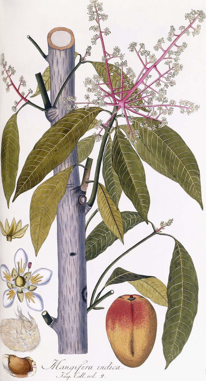 Mangifera indica door Austrian School