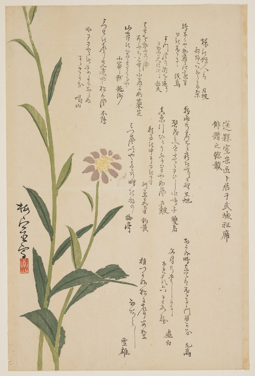 Paarse bloem, ca. 1830-1844 door Baishitsu
