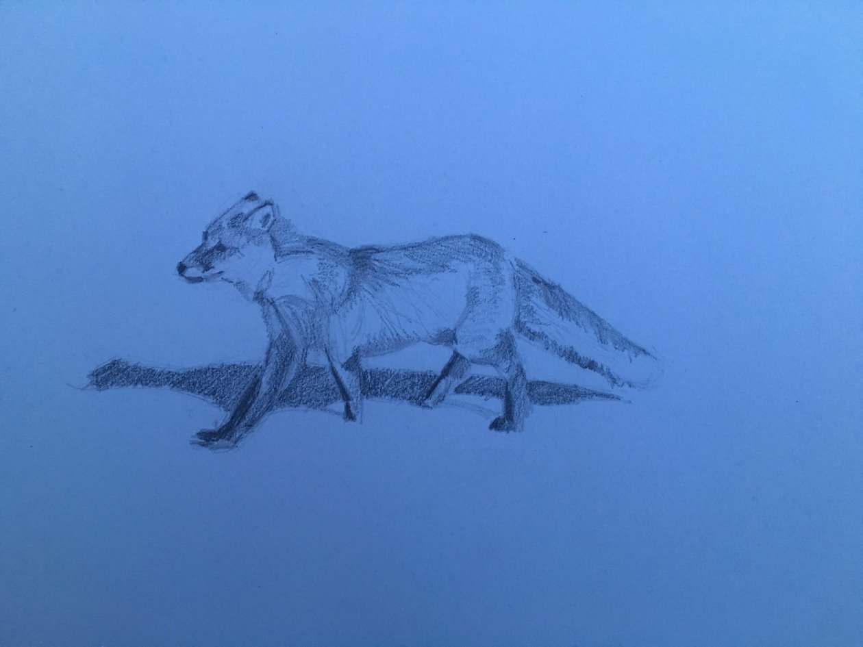 Vos, 2018 door Barbara Hoogeweegen