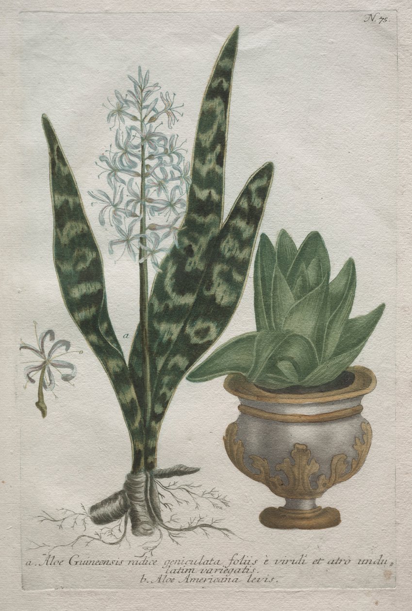 Aloë