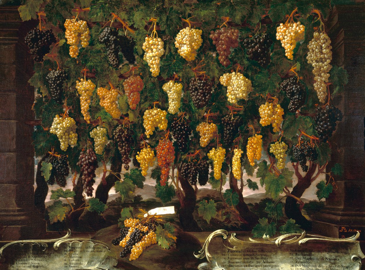 Druiven door Bartolomeo Bimbi