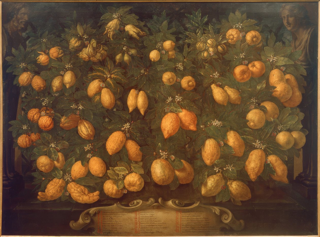 Citrusvruchten door Bartolomeo Bimbi