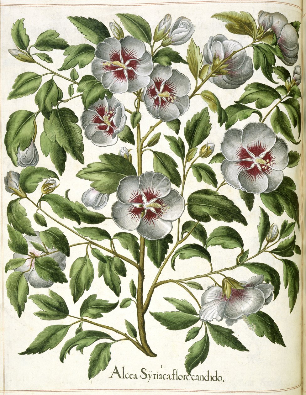 Alcca Syriaca, uit 