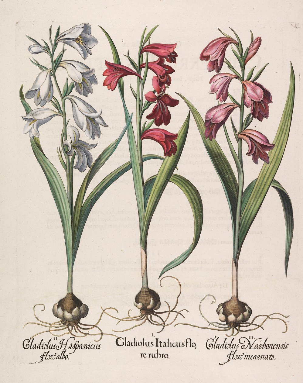 Gladiolus italicus flore rubro, 1613 door Basilius Besler