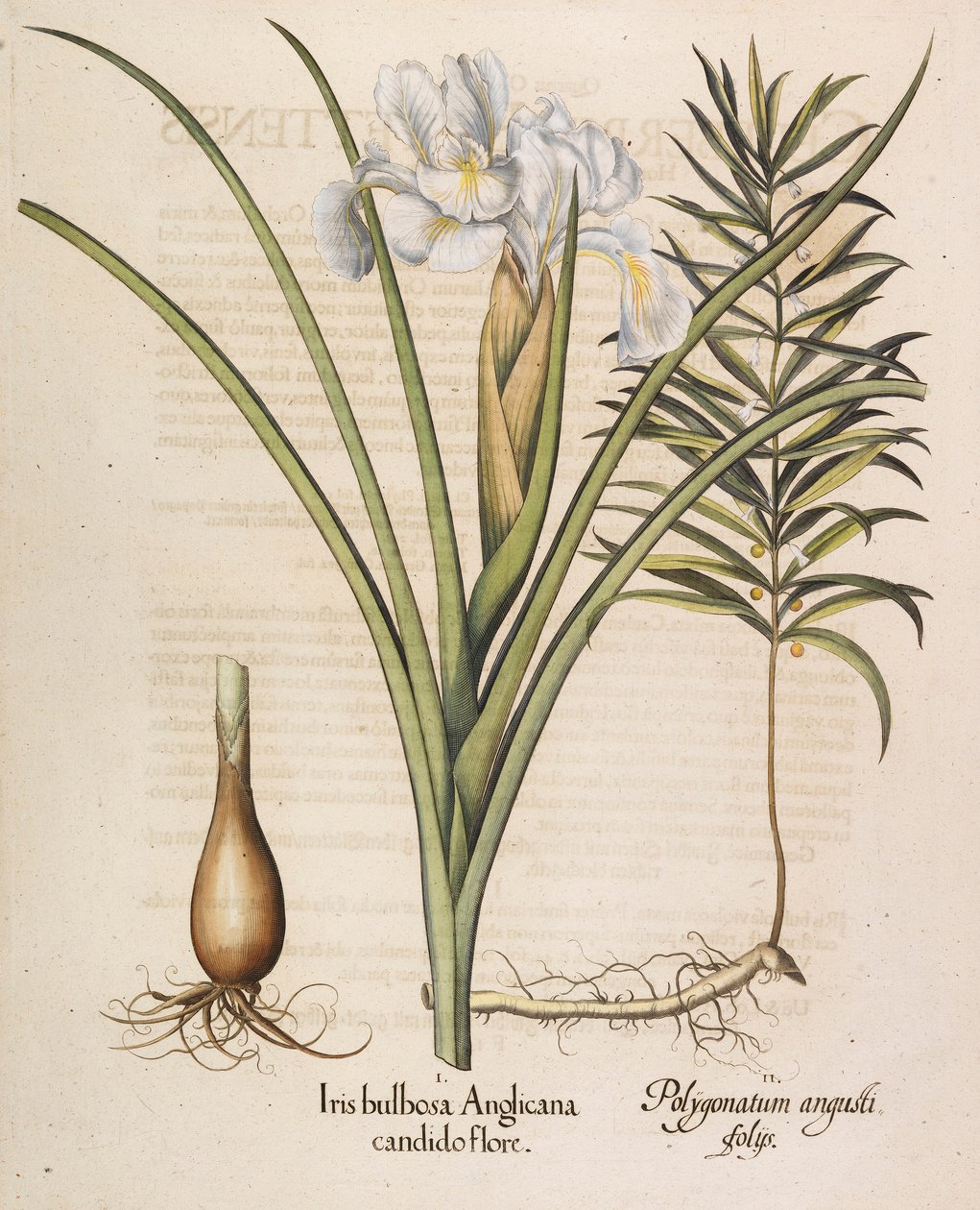 Iris bulbosa Anglicana, 1613 door Basilius Besler