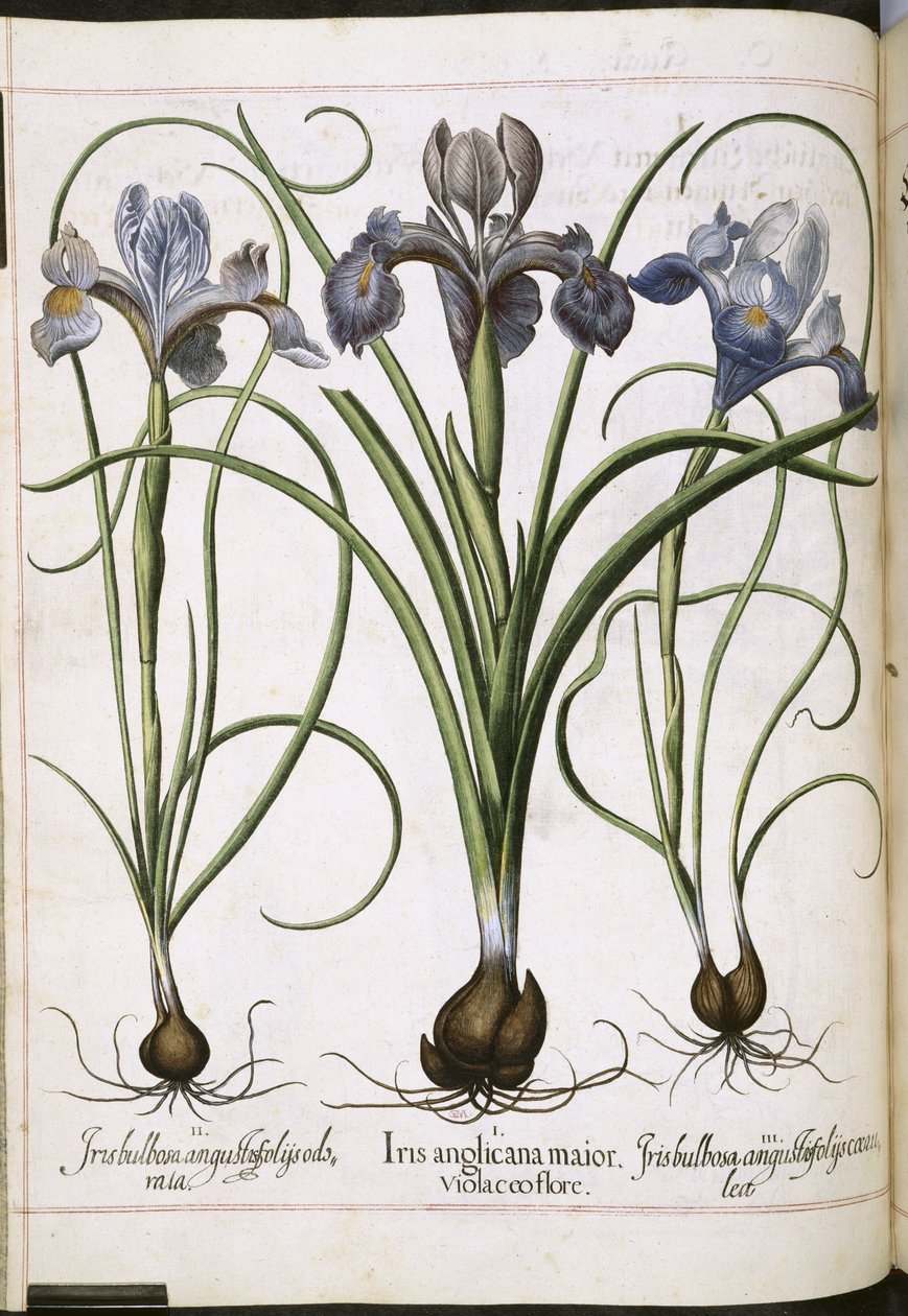 Iris, uit 