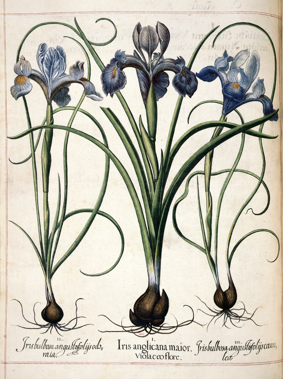 Iris, uit 
