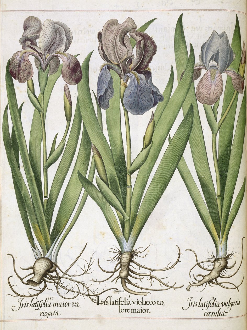Iris, uit 