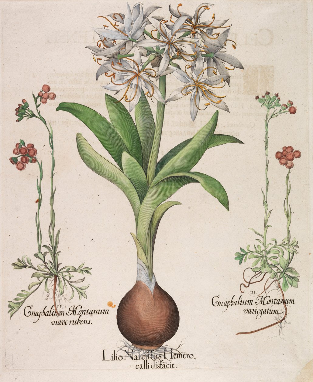 Lilio Narcissus Hemerocalli door Basilius Besler