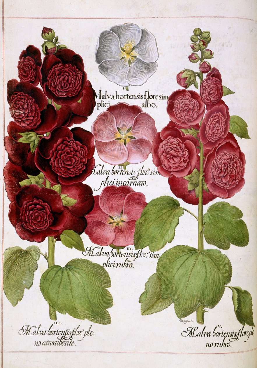 Malva Hortensis, uit 