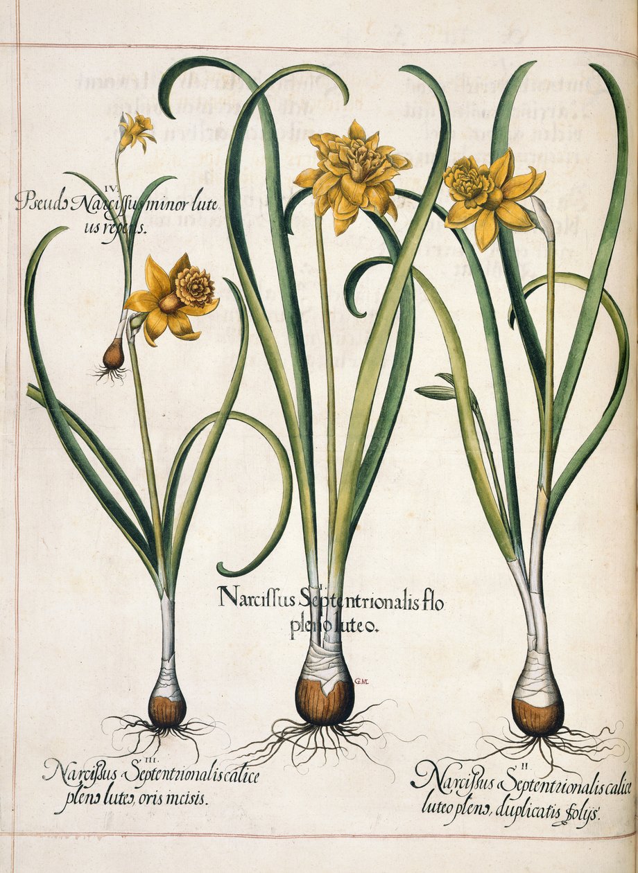 Narcissus, uit 