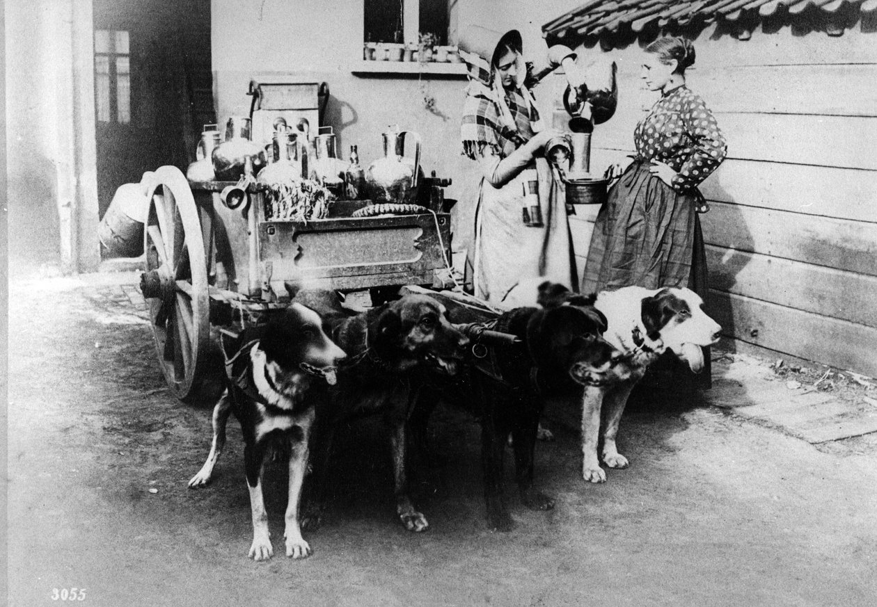 Een Hondenkar die Melk verkoopt in Brussel, c.1890s door Belgian Photographer