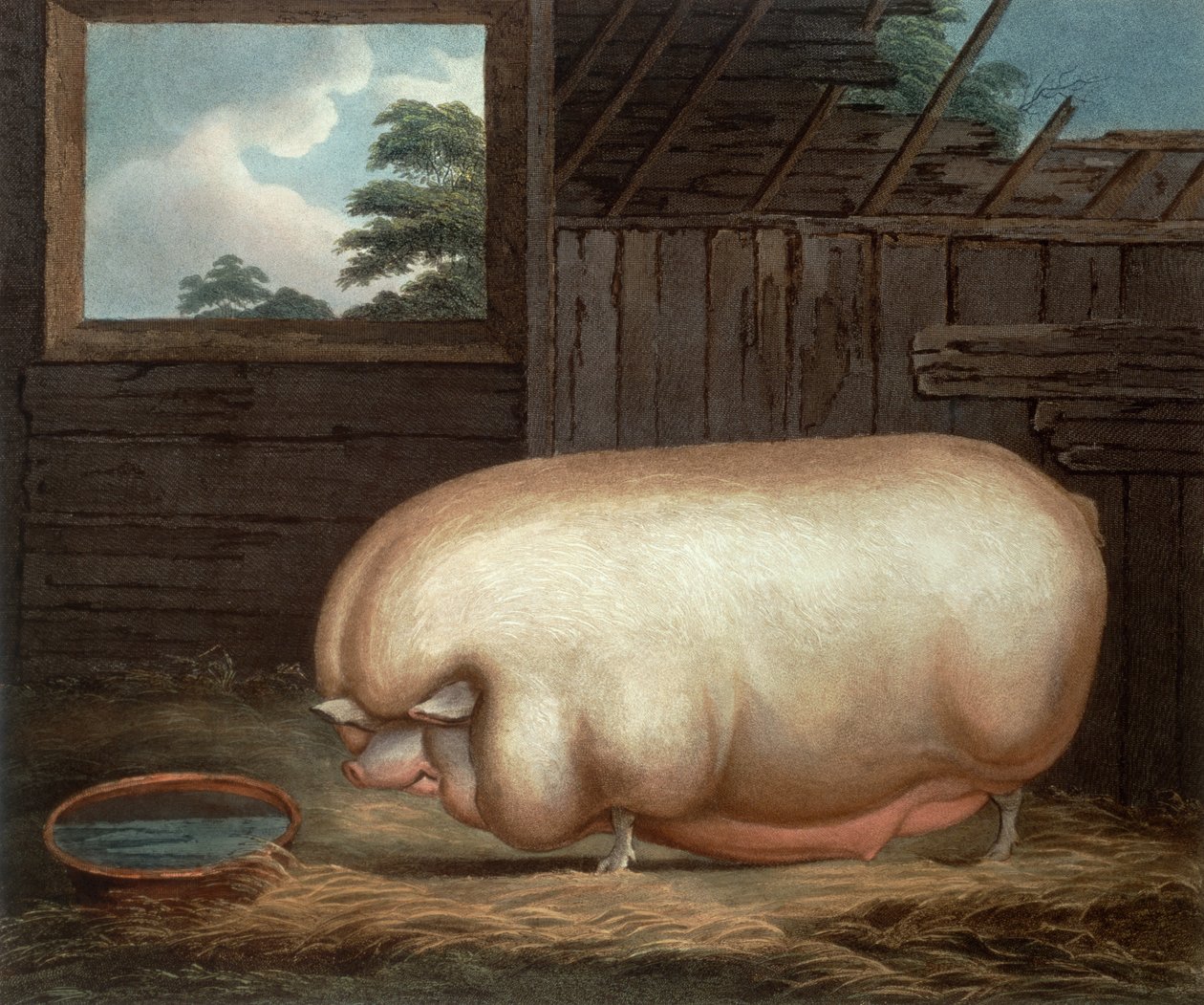 Dit Opmerkelijke Dier..., gegraveerd door John Whessel (c.1760-1823), 1808 door Benjamin Gale