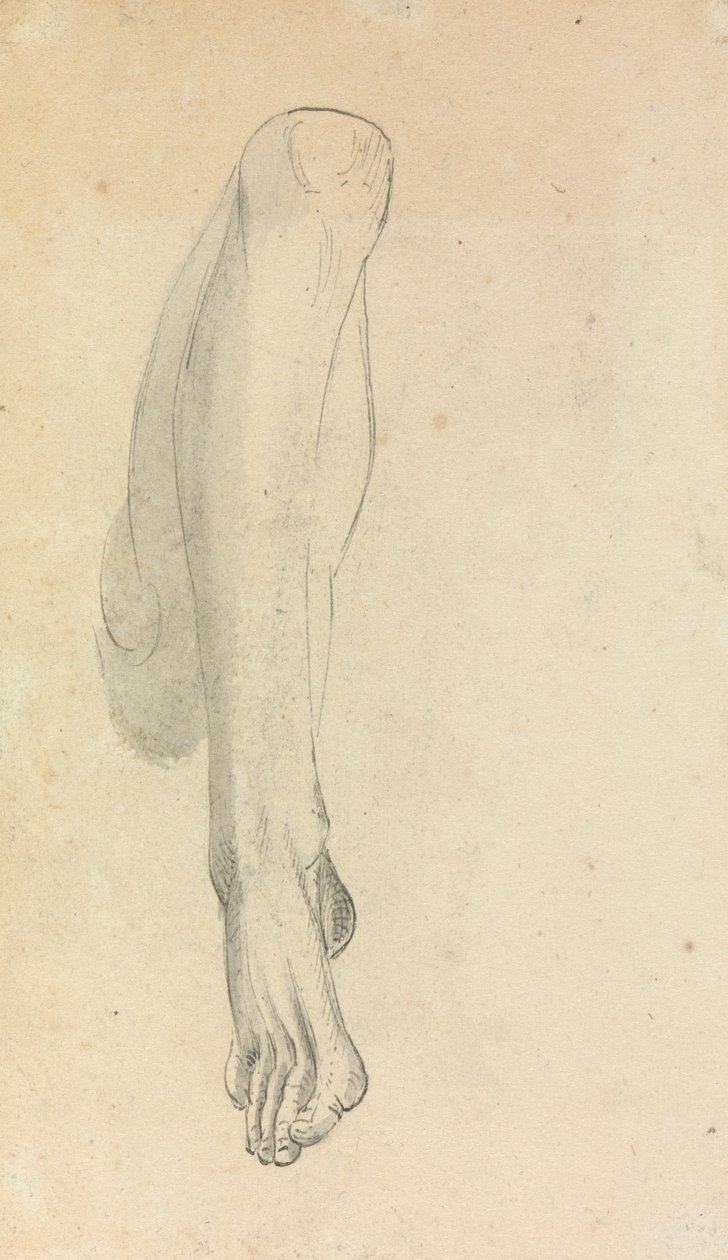 Anatomische Studie van een Been door Benjamin Robert Haydon