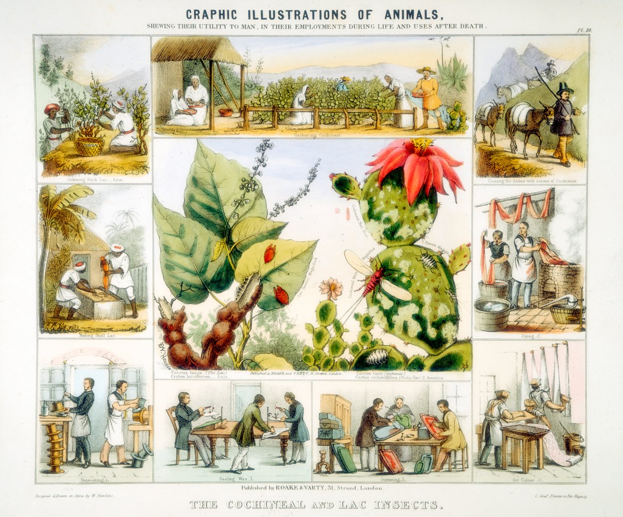 Cochenille- en lakinsecten, ca. 1850 door Benjamin Waterhouse Hawkins