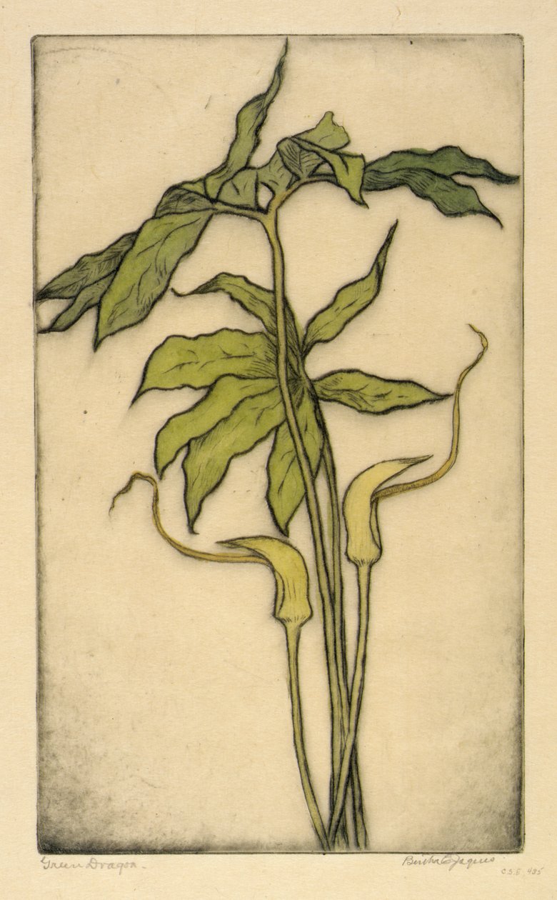 Groene draak door Bertha E. Jaques