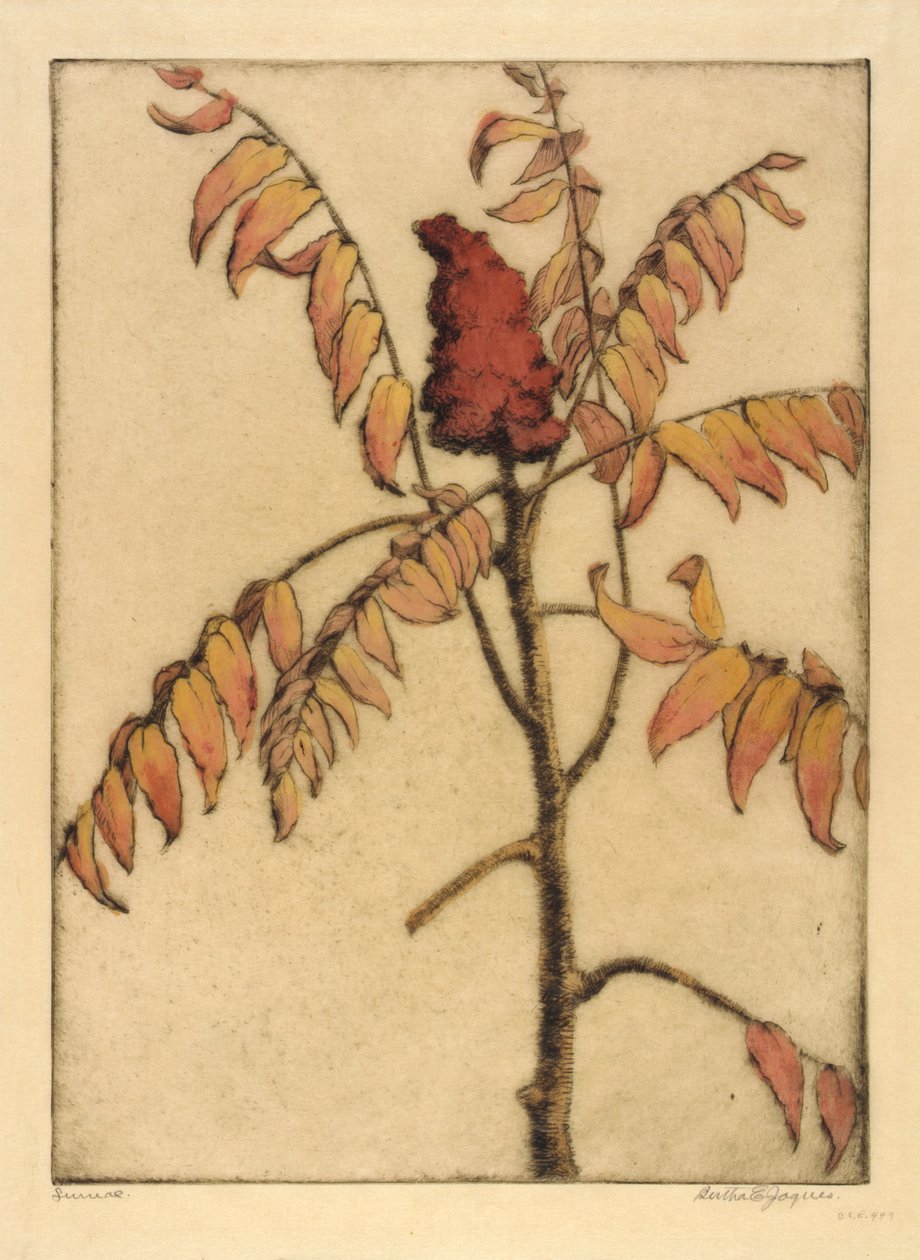 Sumac door Bertha E. Jaques