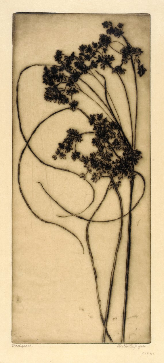Woolgrass door Bertha E. Jaques