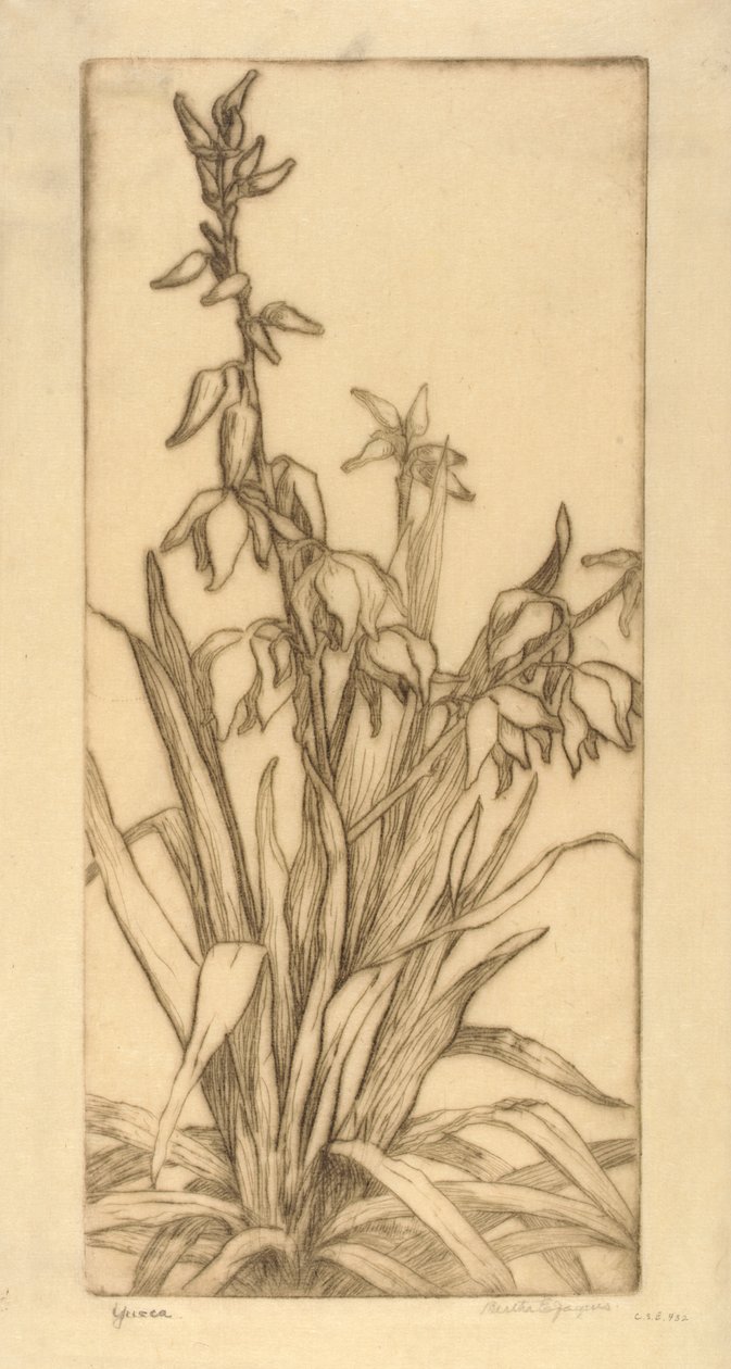 Yucca door Bertha E. Jaques