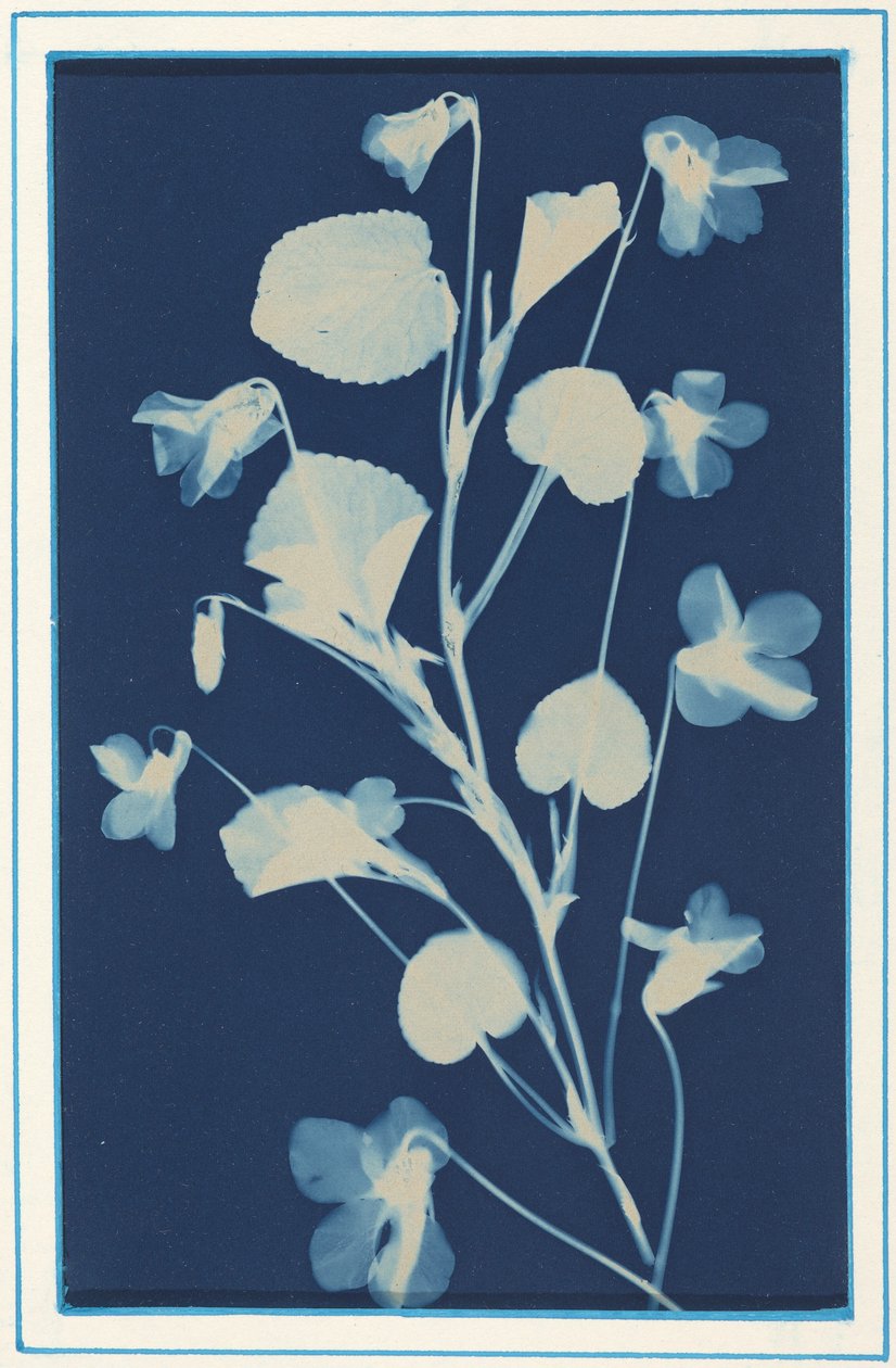 Zonder titel,c. 1900 (foto) door Bertha Jaques