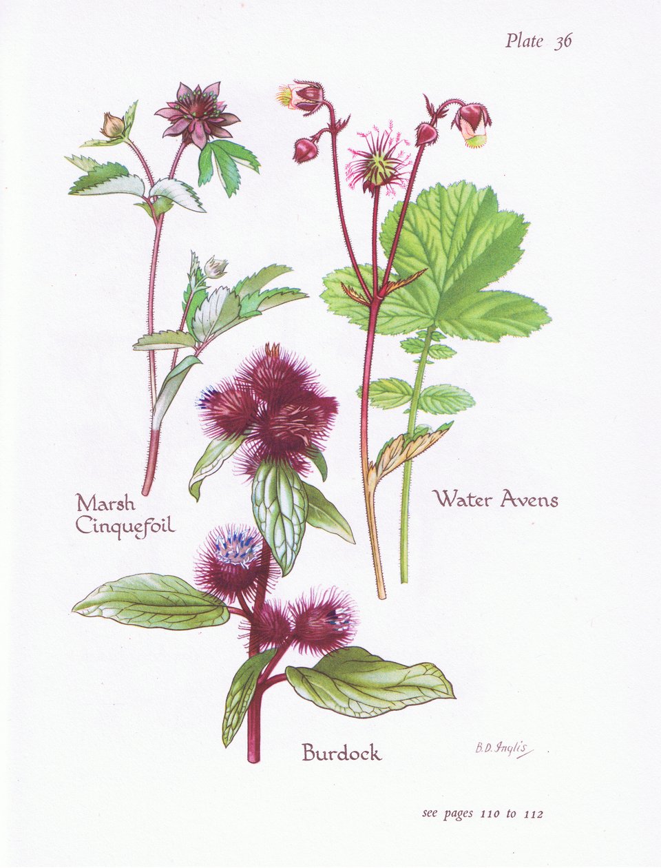 Moerasganzerik, klis, wateravens door Bessie D. Inglis