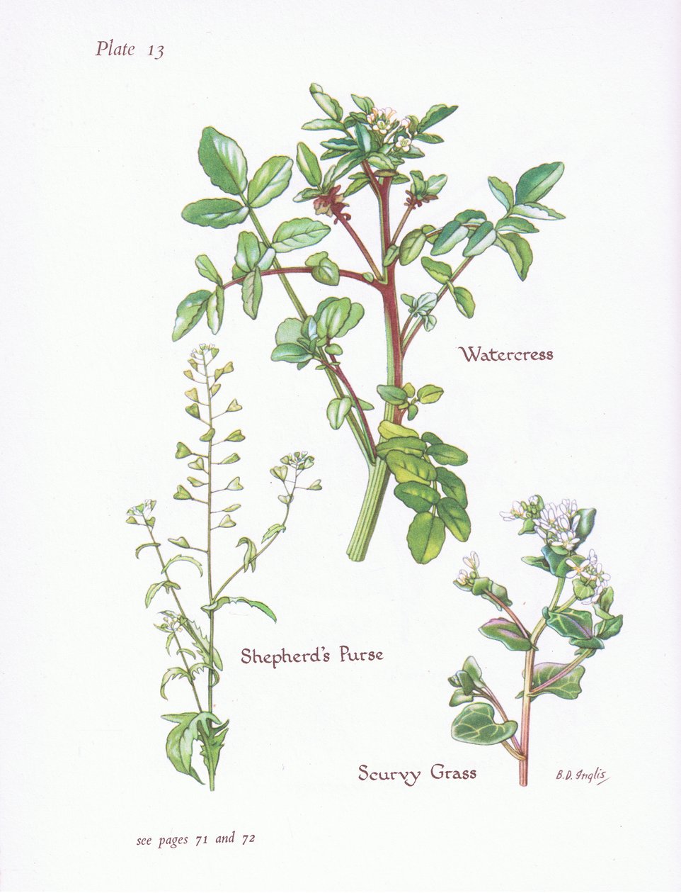 Waterkers, Herderstasje, Scheurgras door Bessie D. Inglis
