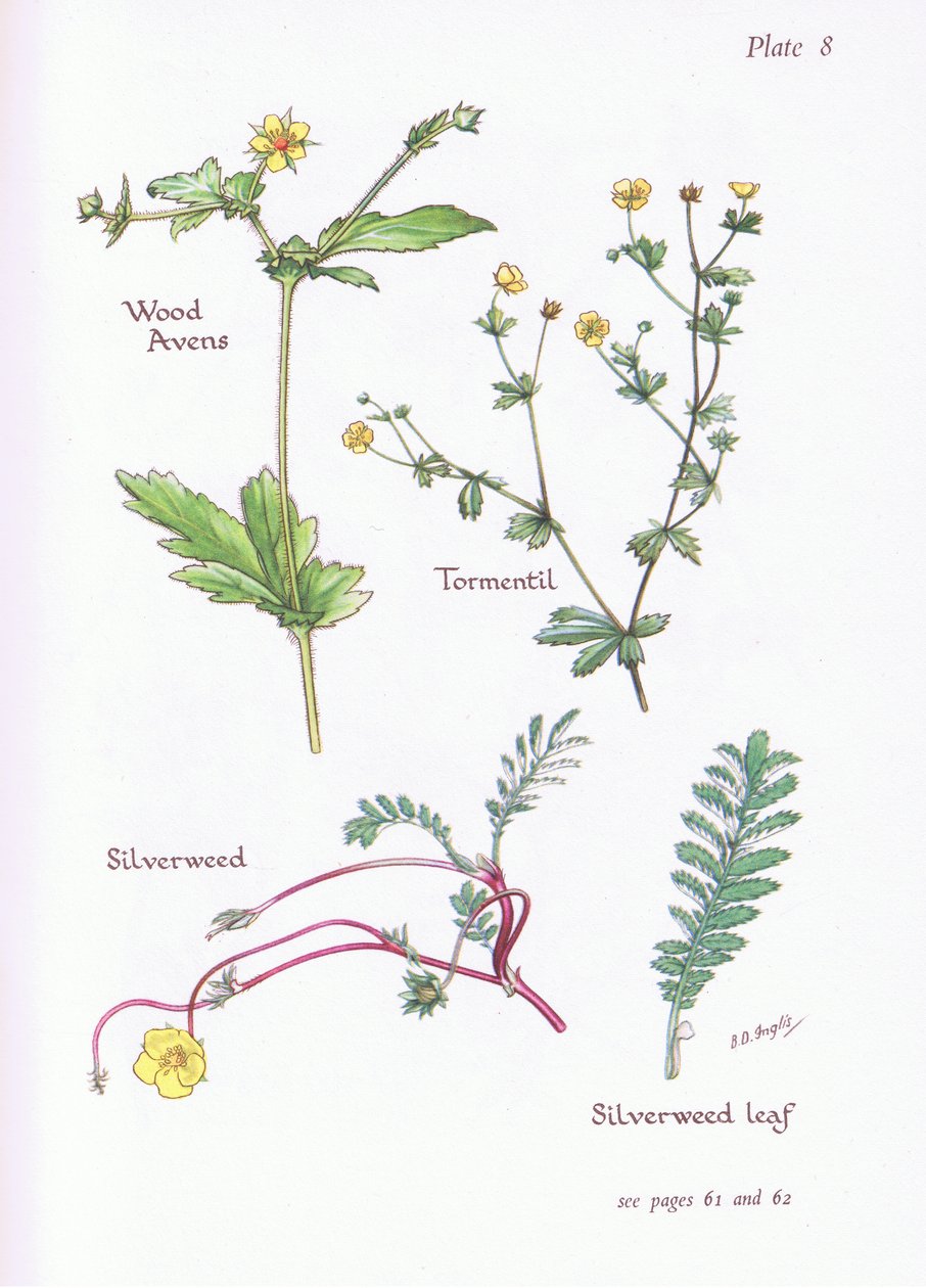 Geel Nagelkruid, Tormentil, Zilverschoon door Bessie D. Inglis