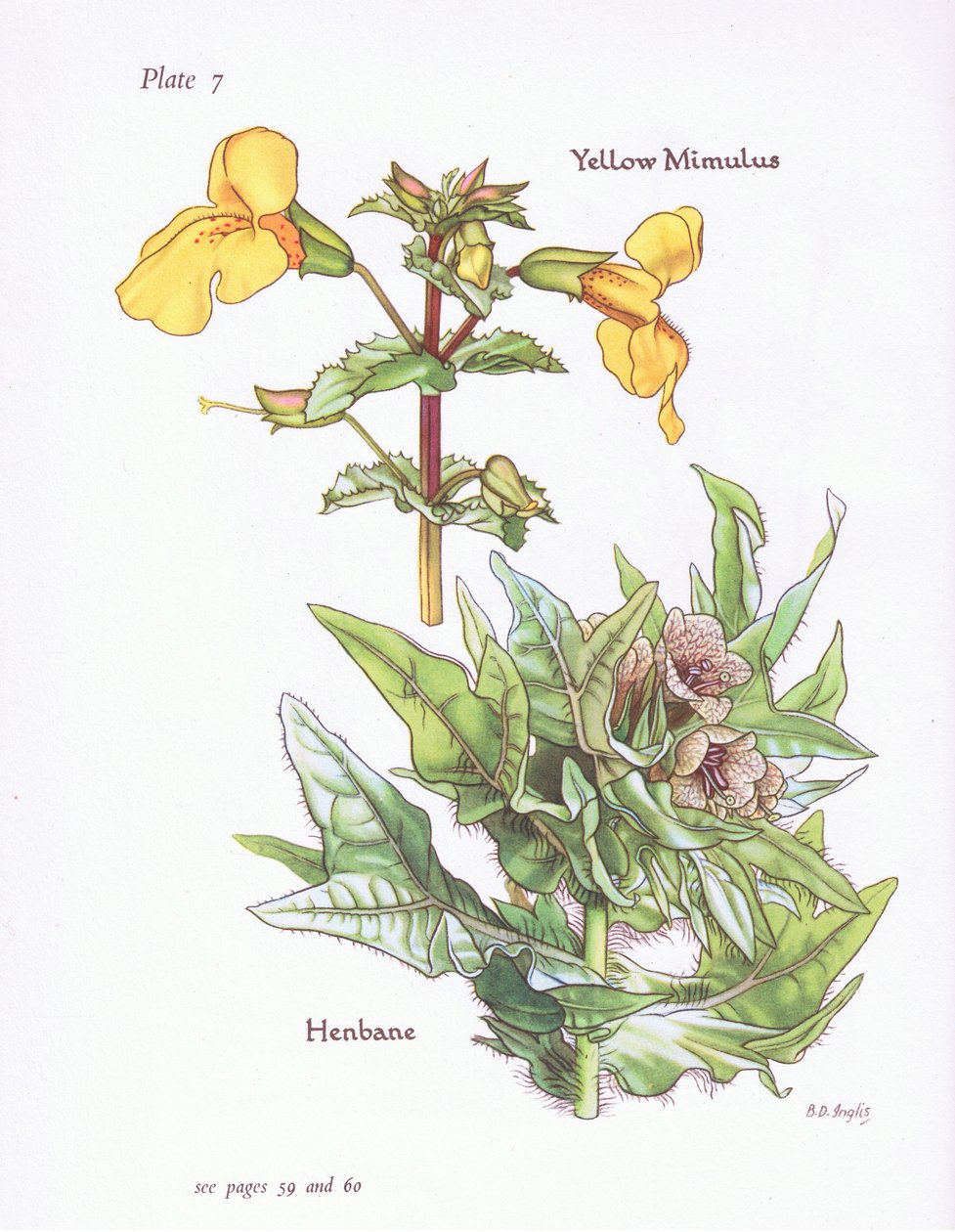 Gele Maskerbloem, Bilzenkruid door Bessie D. Inglis