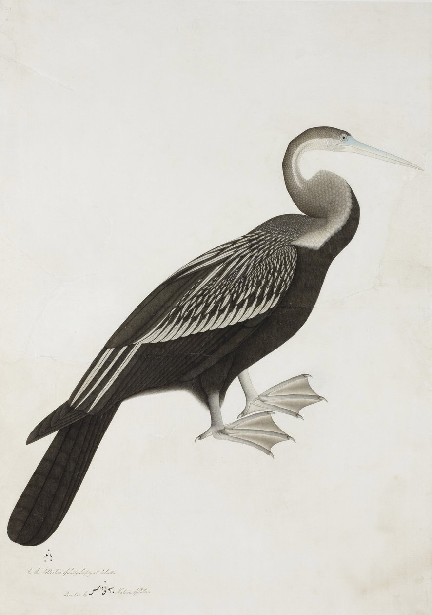 De Indische Slangenvogel (Anhinga melanogaster), c.1780 door Bhawani Das
