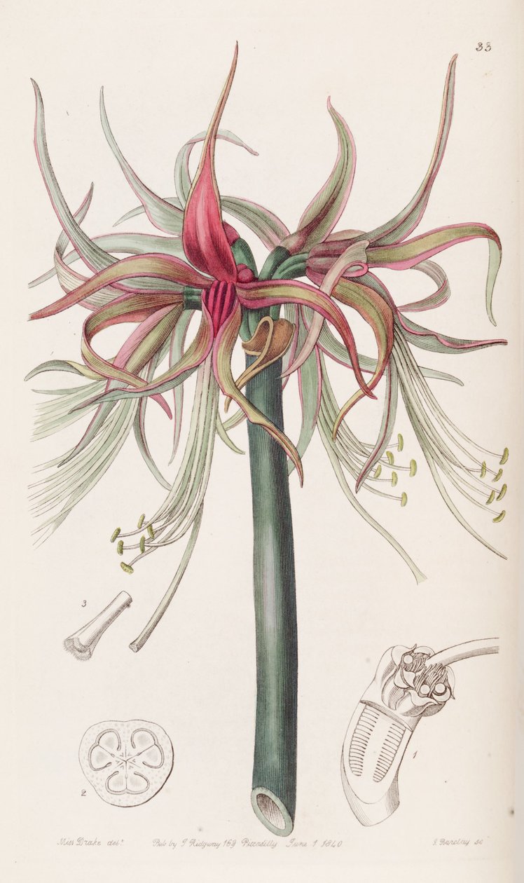 Hippeastrum cybister door Botanical Register