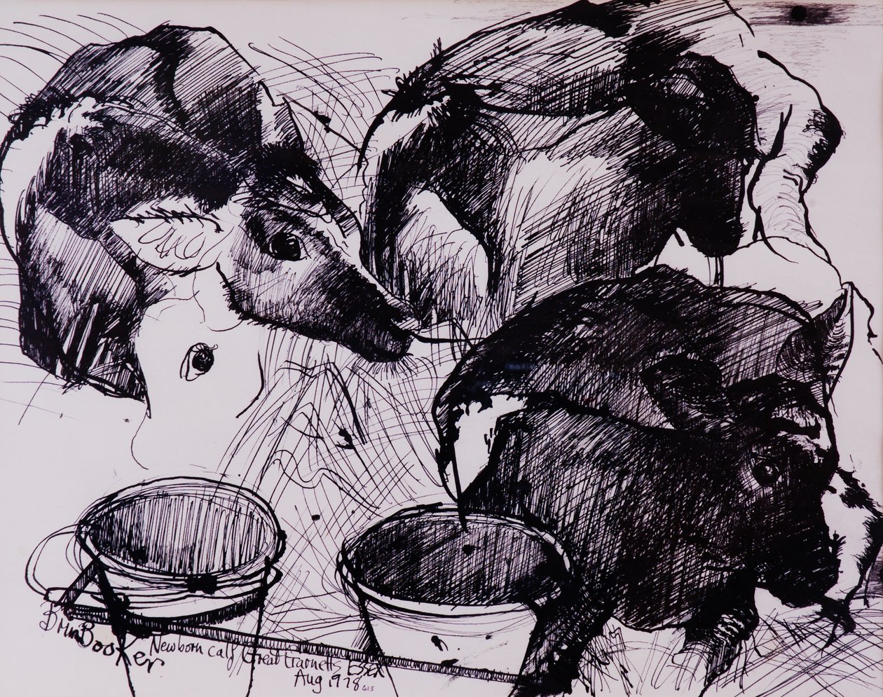 Kalfjes, nat, pasgeboren, 1978 door Brenda Brin Booker
