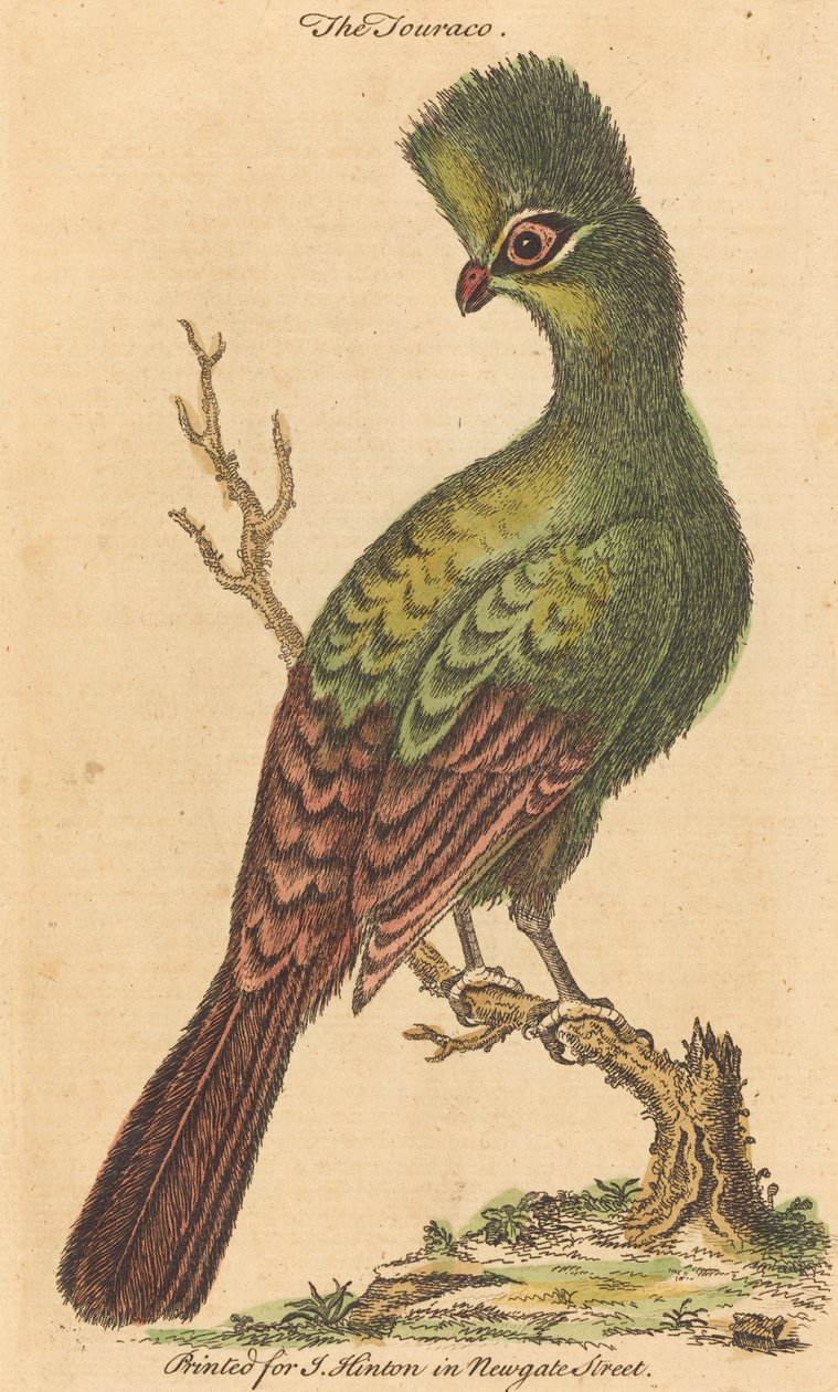 De Touraco-vogel door British 18th Century