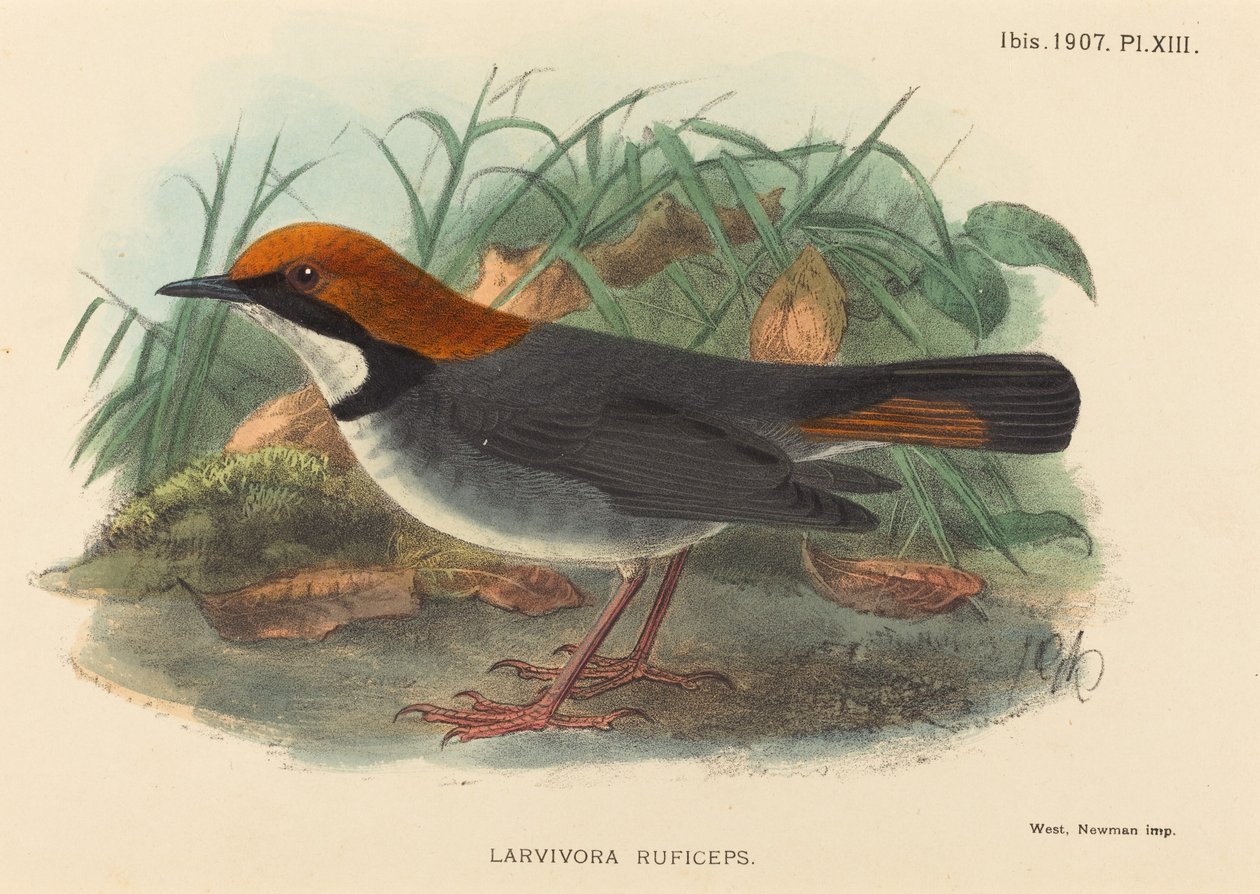 Vogel (Larvivora Ruficeps) door British 19th Century