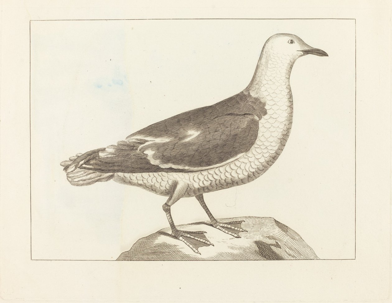 Watervogels door British 19th Century