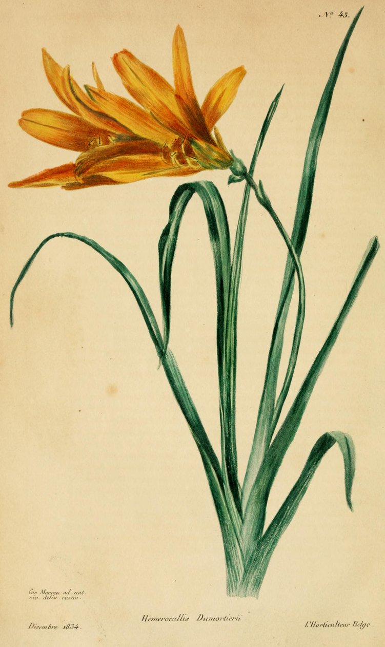 Hemerocallis dumortieri door C. Morren