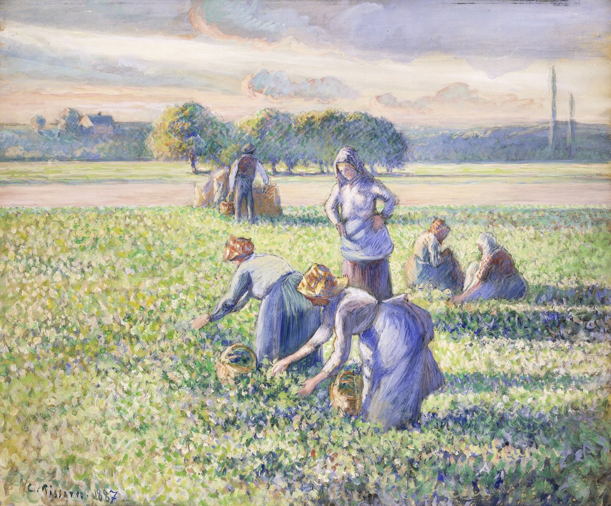 De oogst van erwten, 1887 door Camille Jacob Pissarro