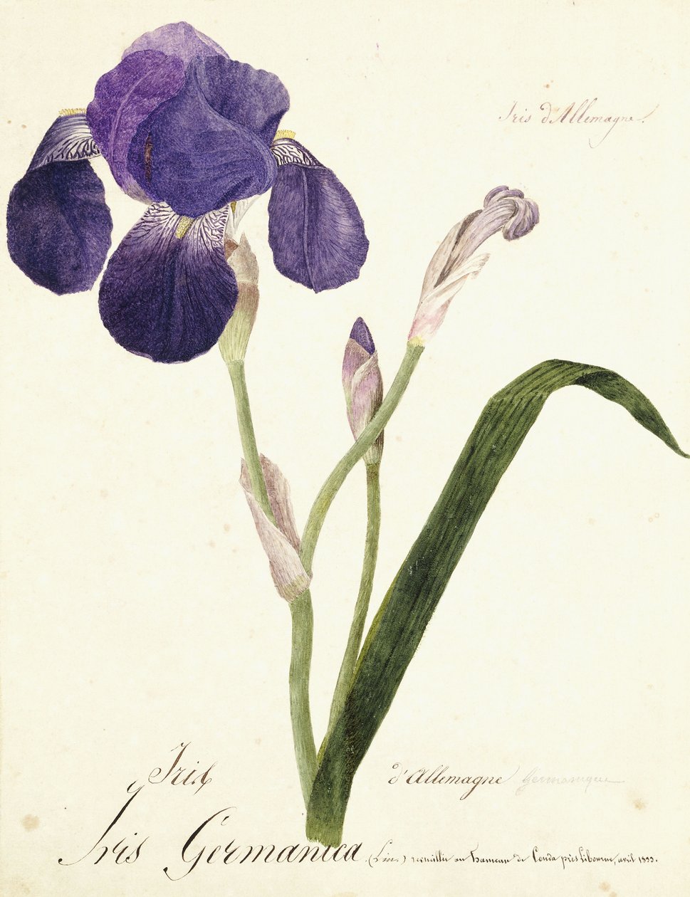 Duitse iris; Iris Germanica door Capitaine Pelletier