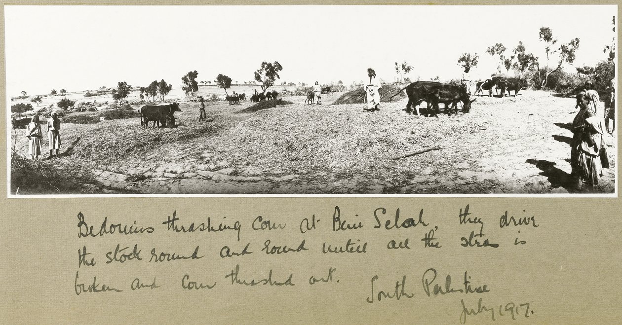 Bedoeïenen die graan dorsen in Beni Saleh, juli 1917 door Capt. Arthur Rhodes