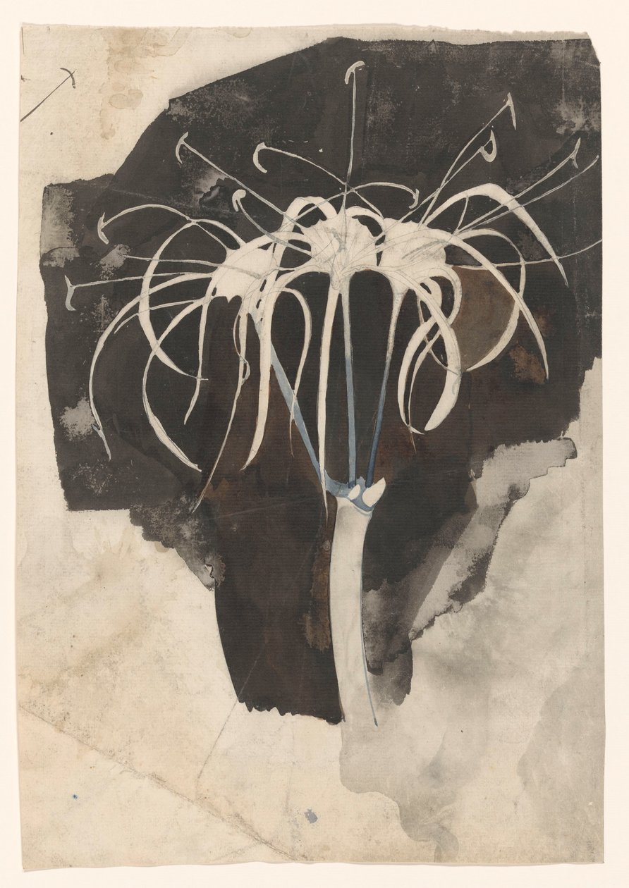 Studie van kamperfoelie door Carel Adolph Lion Cachet
